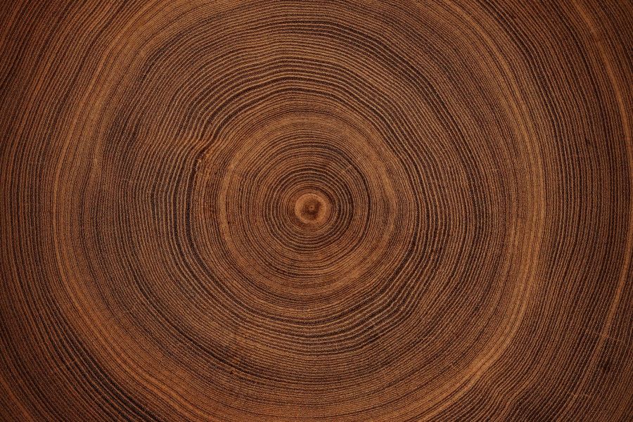 Close-up of brown tree rings showing detailed circular growth patterns on a wooden surface.